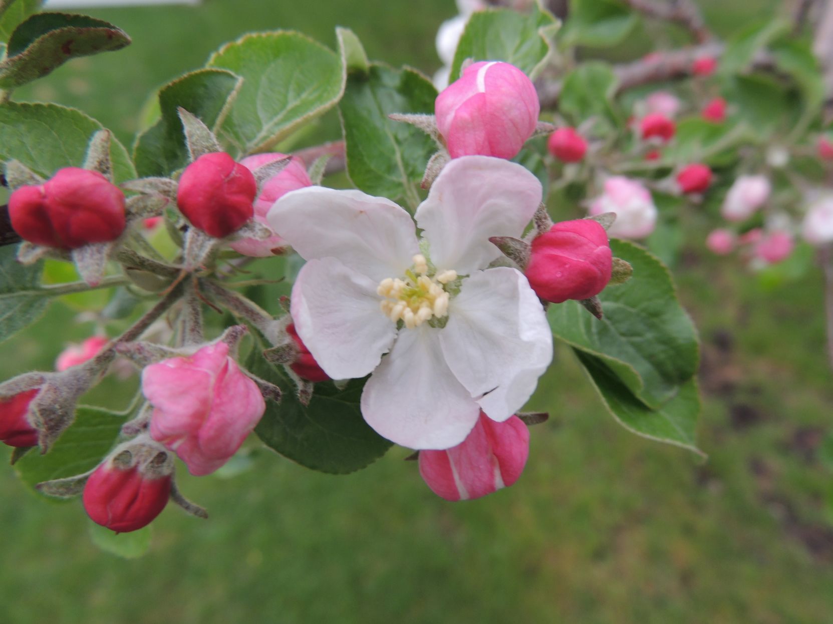 Apple Blossom